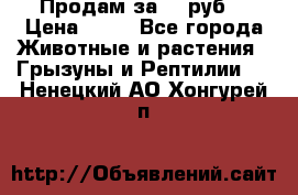 Продам за 50 руб. › Цена ­ 50 - Все города Животные и растения » Грызуны и Рептилии   . Ненецкий АО,Хонгурей п.